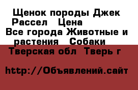 Щенок породы Джек Рассел › Цена ­ 45 000 - Все города Животные и растения » Собаки   . Тверская обл.,Тверь г.